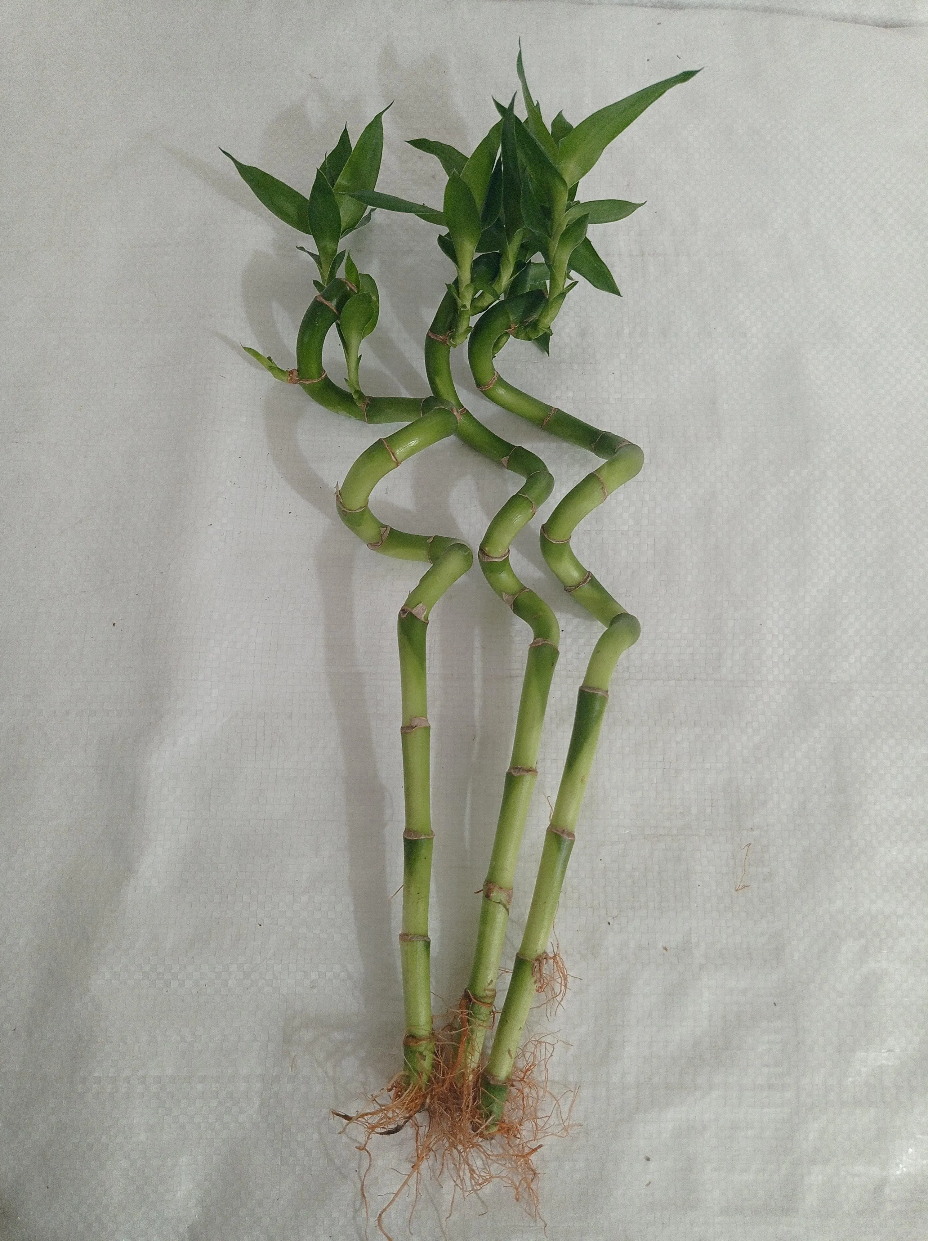 30 cm Spiral Stick Lucky Bamboo (Set of 3 Sticks)