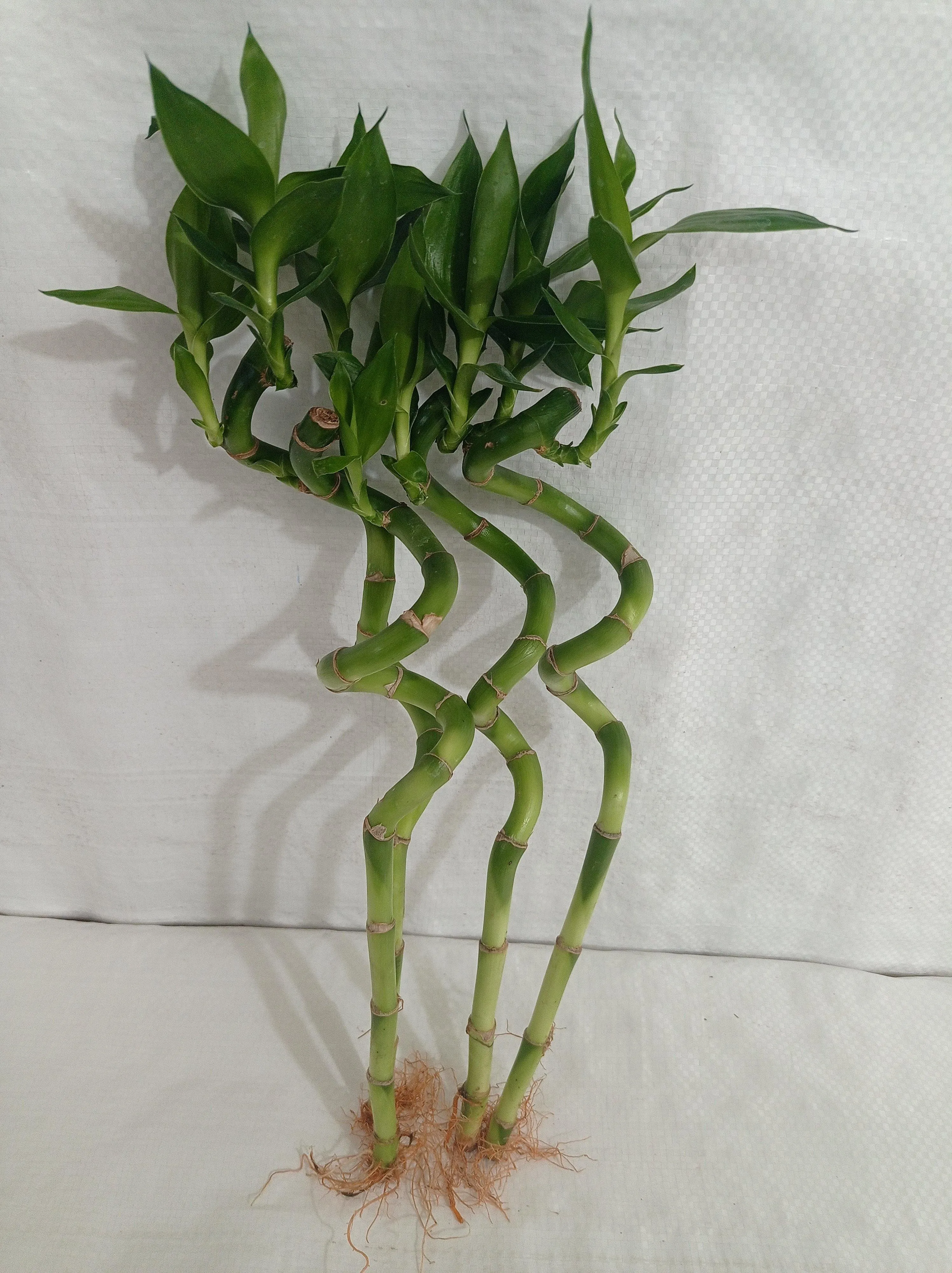 30 cm Spiral Stick Lucky Bamboo (Set of 3 Sticks)