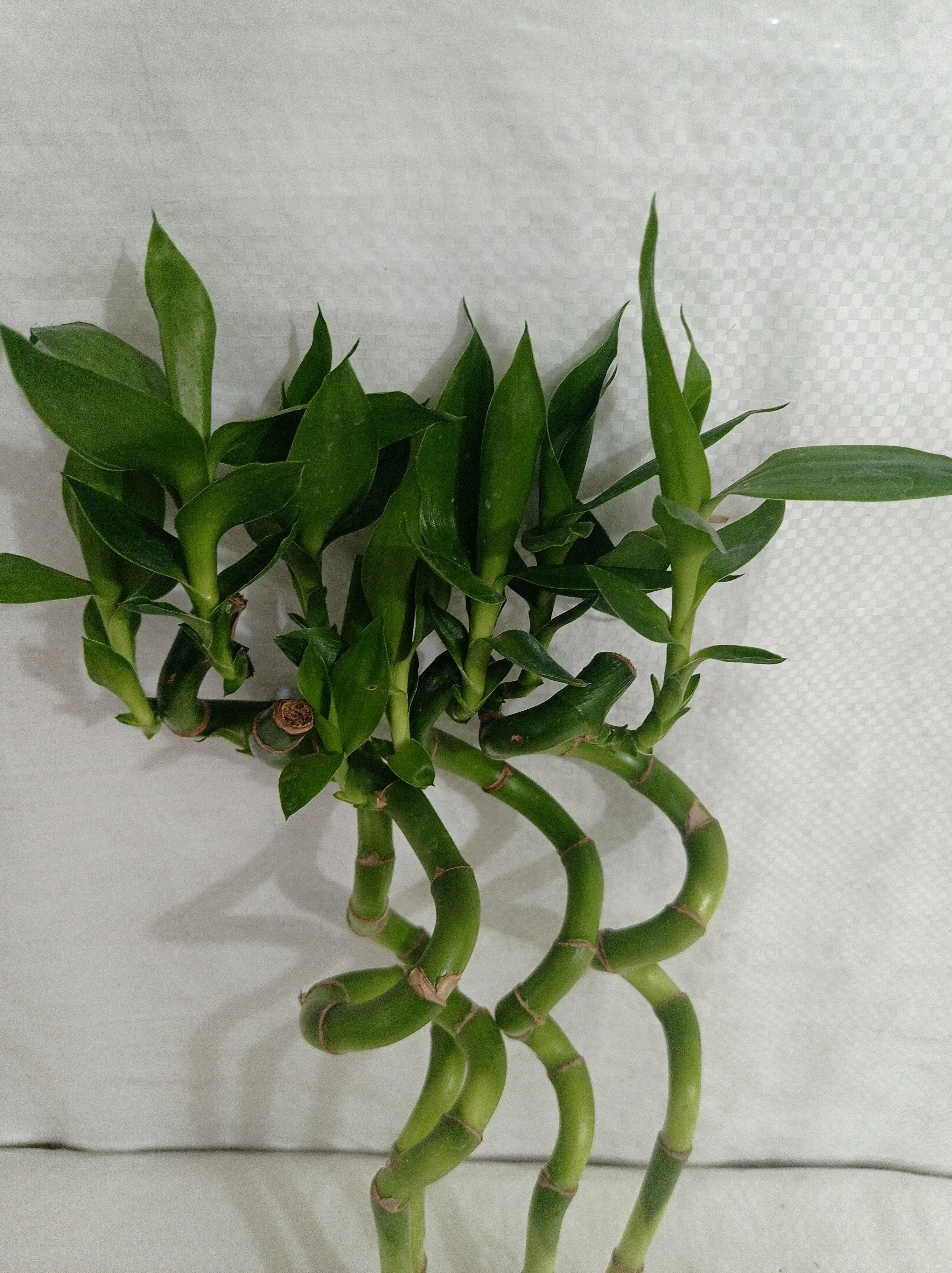 30 cm Spiral Stick Lucky Bamboo (Set of 3 Sticks)