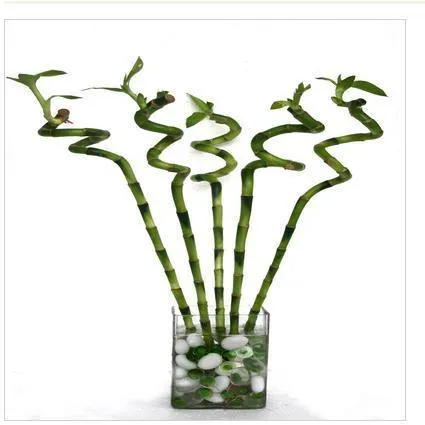 30 cm Spiral Stick Lucky Bamboo (Set of 3 Sticks)