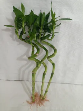 30 cm Spiral Stick Lucky Bamboo (Set of 6 Sticks)